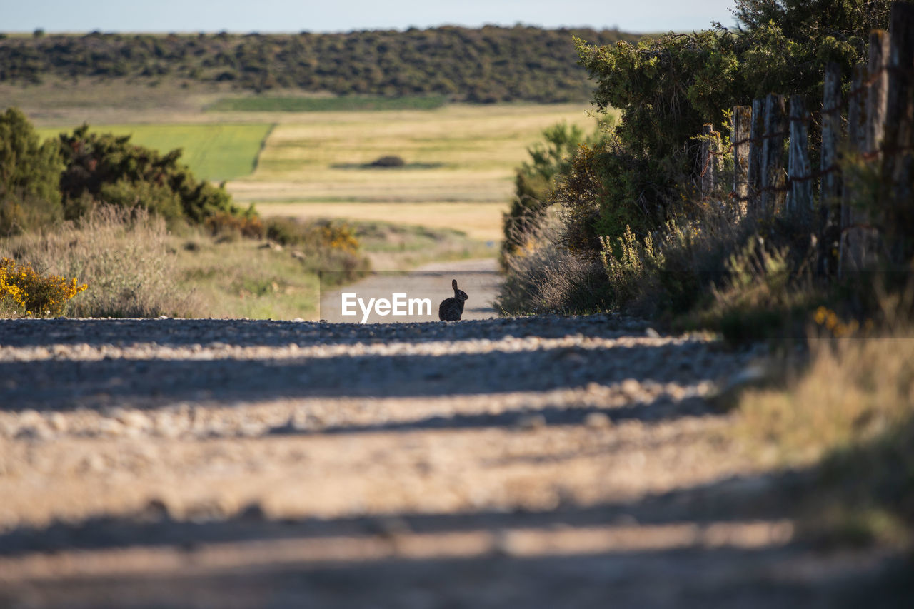 View of rabbit on dirt road