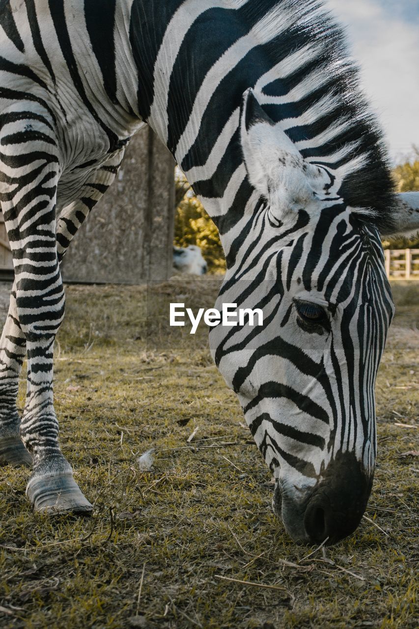 Zebra in a field eating grass