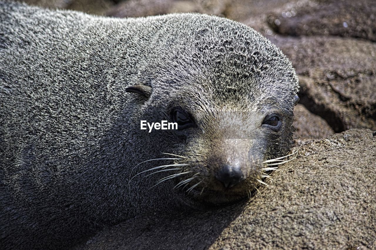 Fur seal on rock