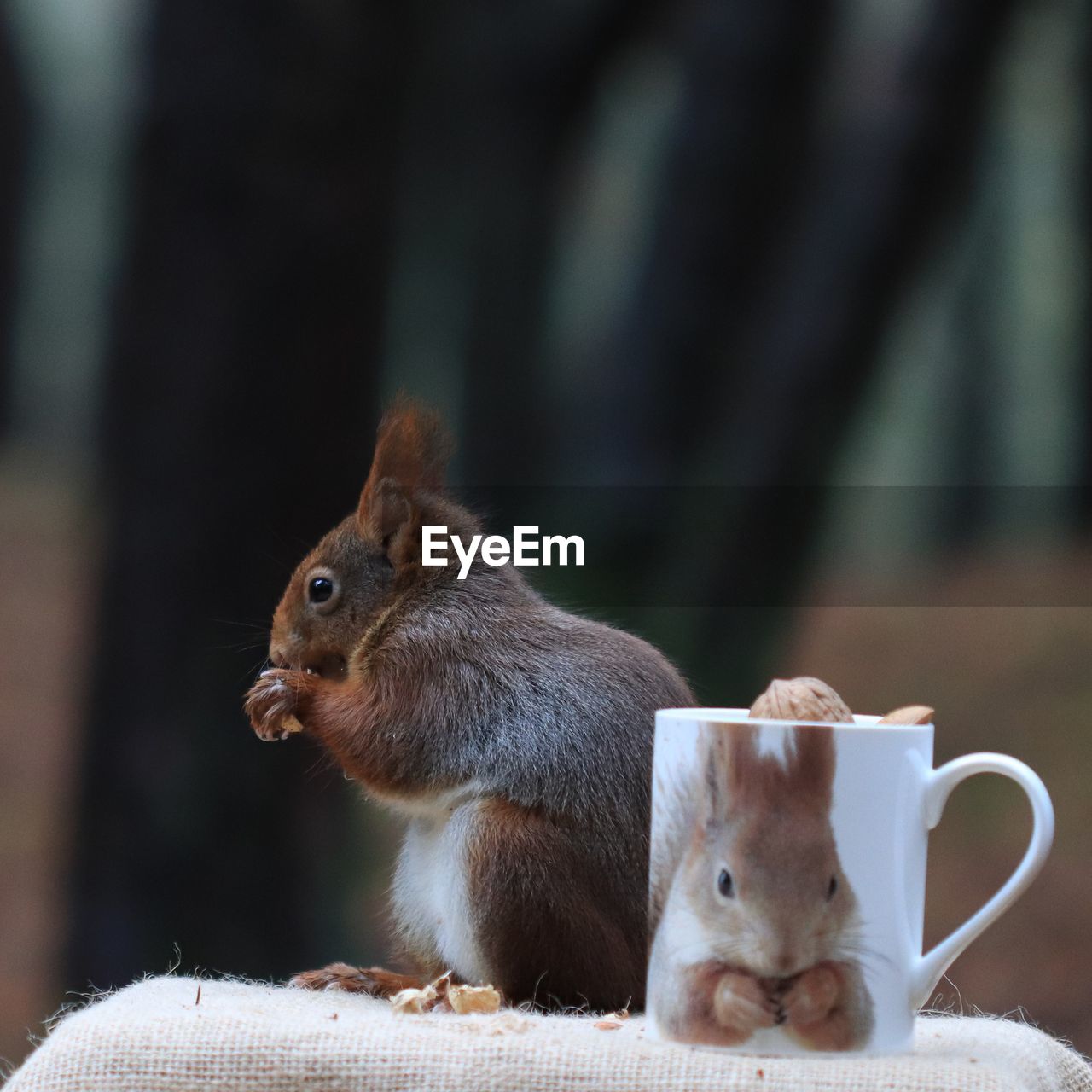 CLOSE-UP OF SQUIRREL IN A HORSE