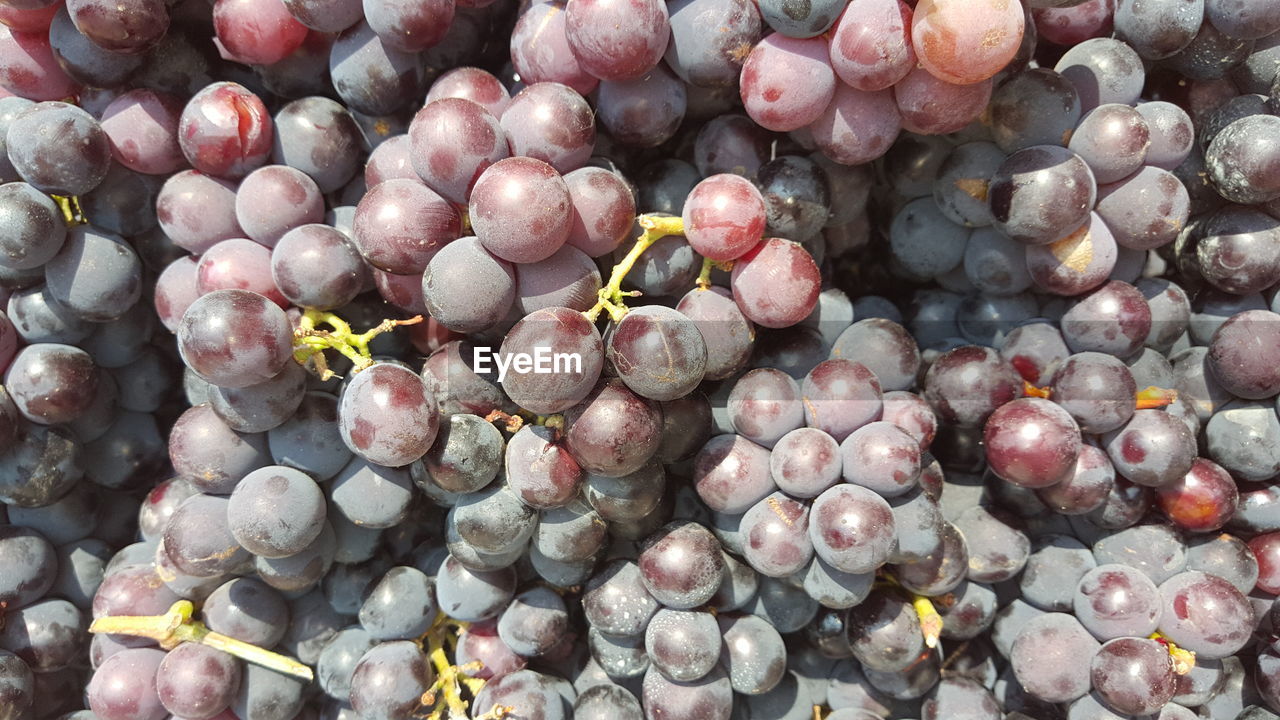 CLOSE-UP OF GRAPES