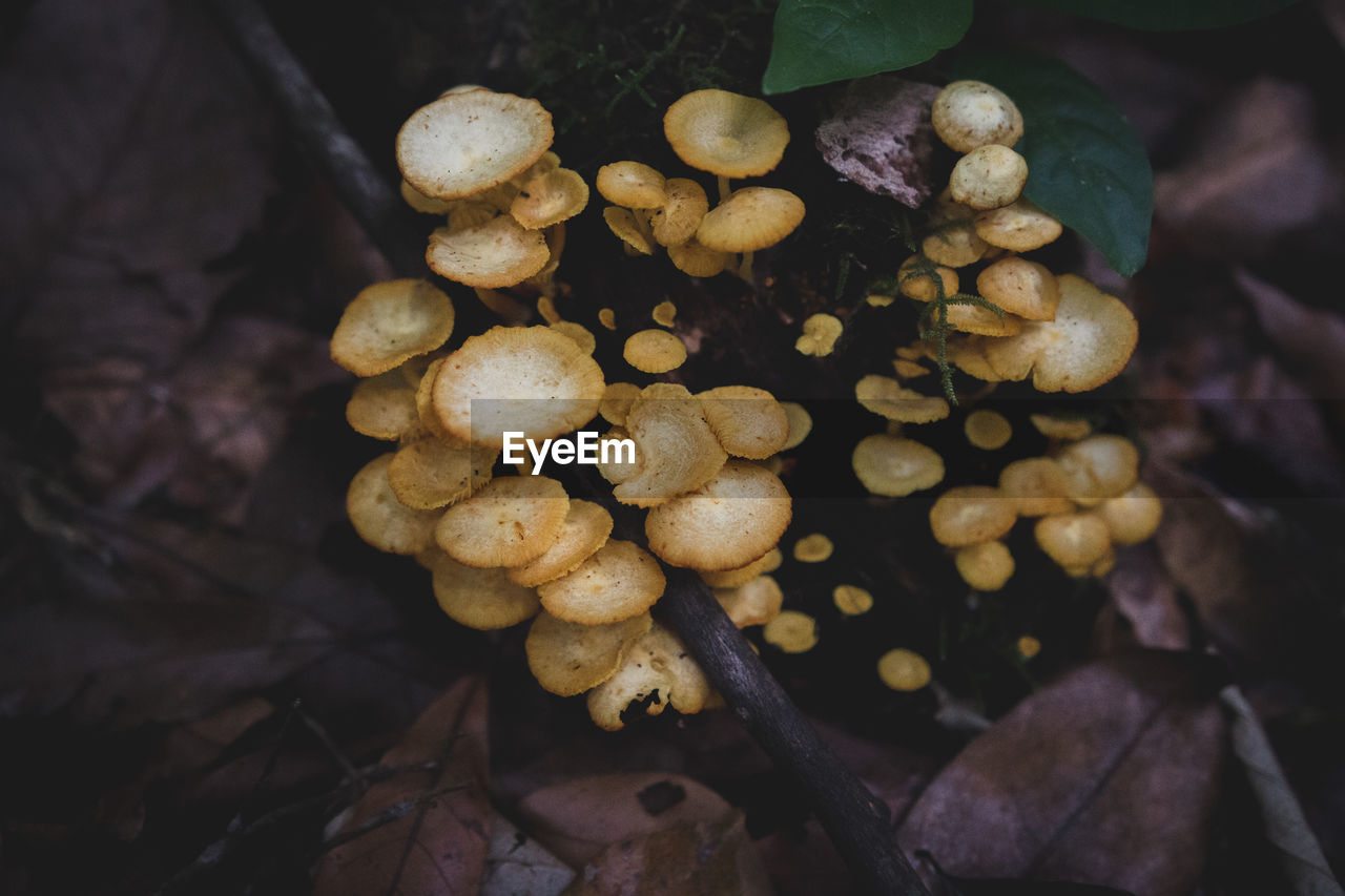 CLOSE-UP OF MUSHROOMS ON PLANT