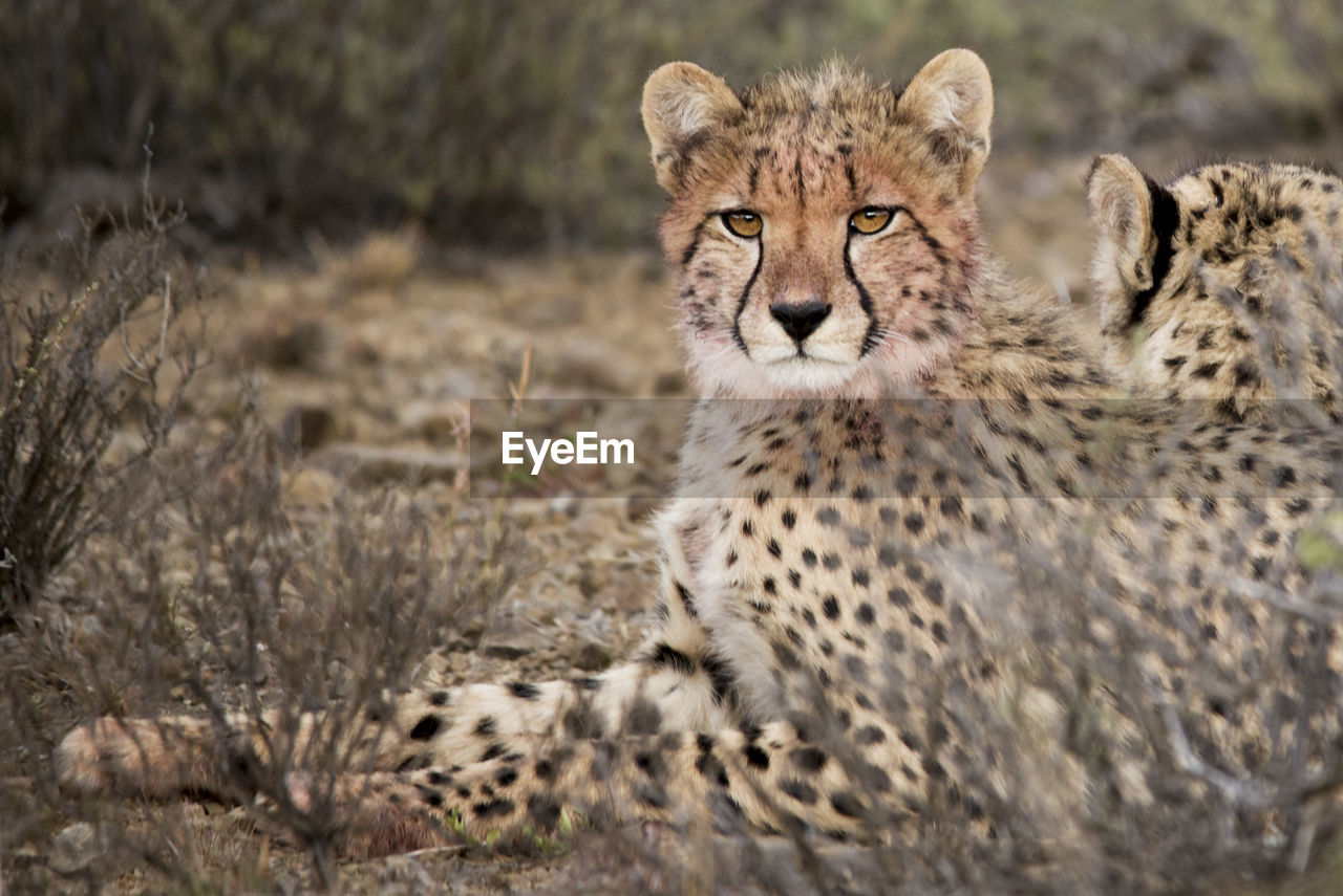 Cheetah portrait