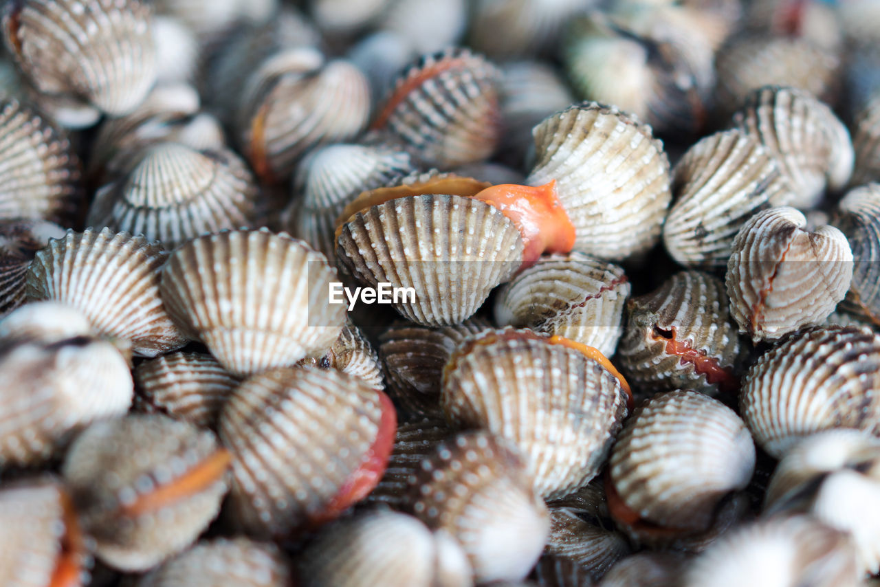 Full frame shot of clams