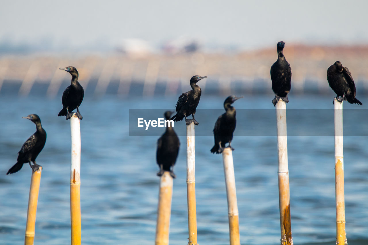 A group of cormorant in poles