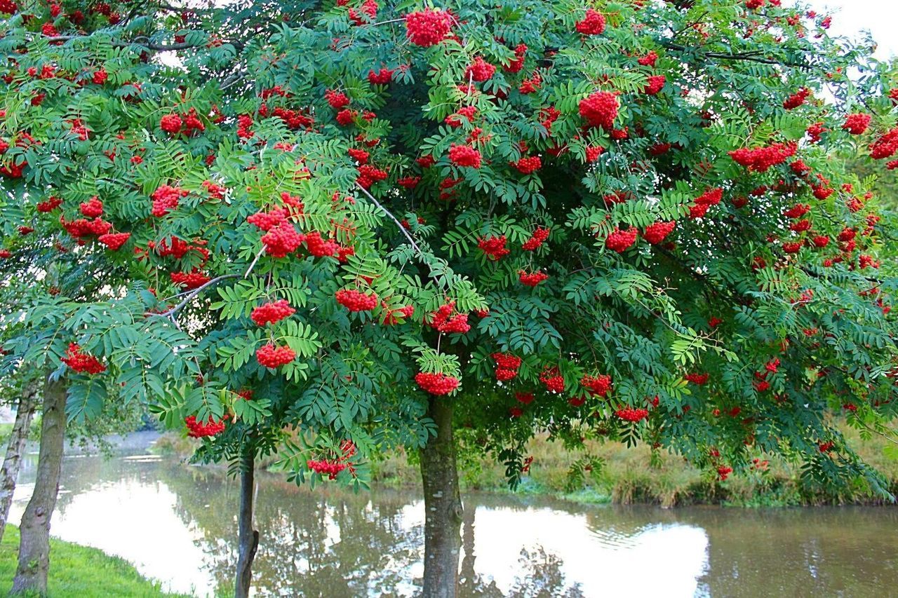 RED FLOWERS AGAINST SKY