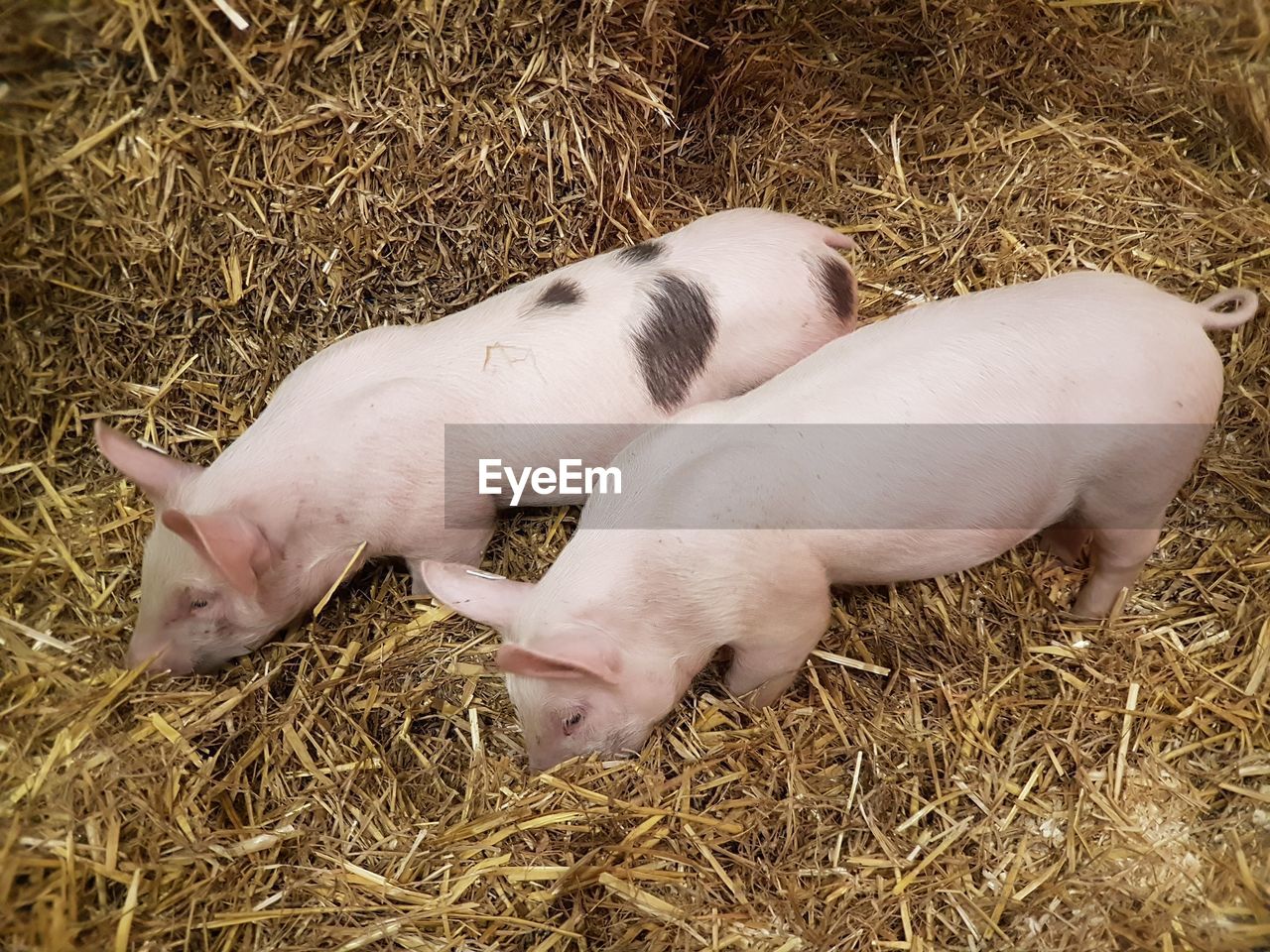 High angle view of piglets grazing on hay