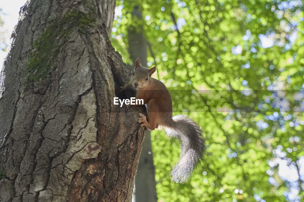 VIEW OF SQUIRREL ON TREE TRUNK IN FOREST