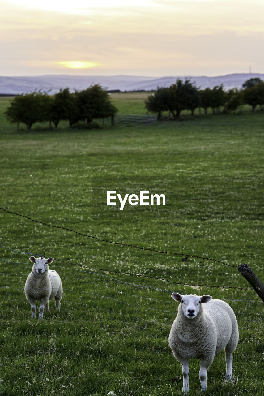 Sheep in a field