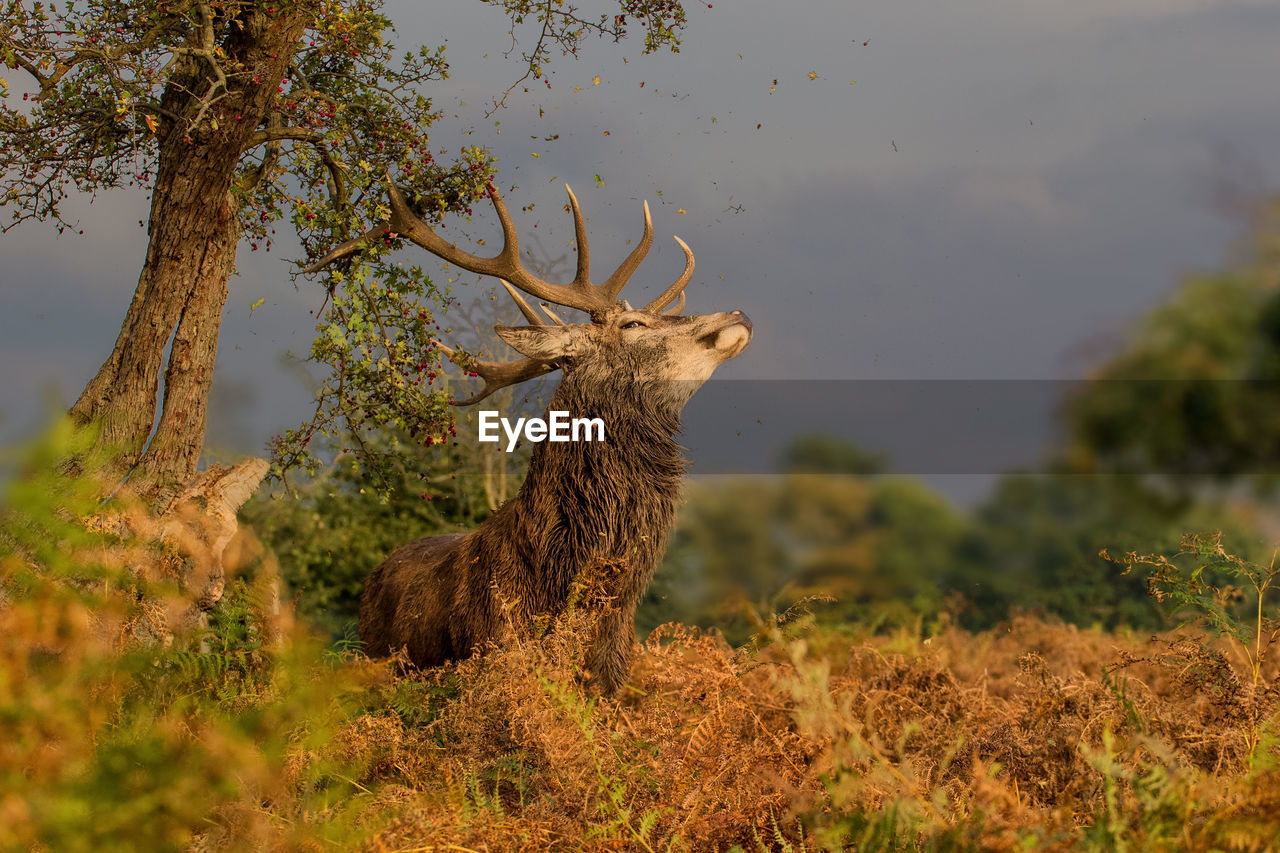 DEER ON FIELD