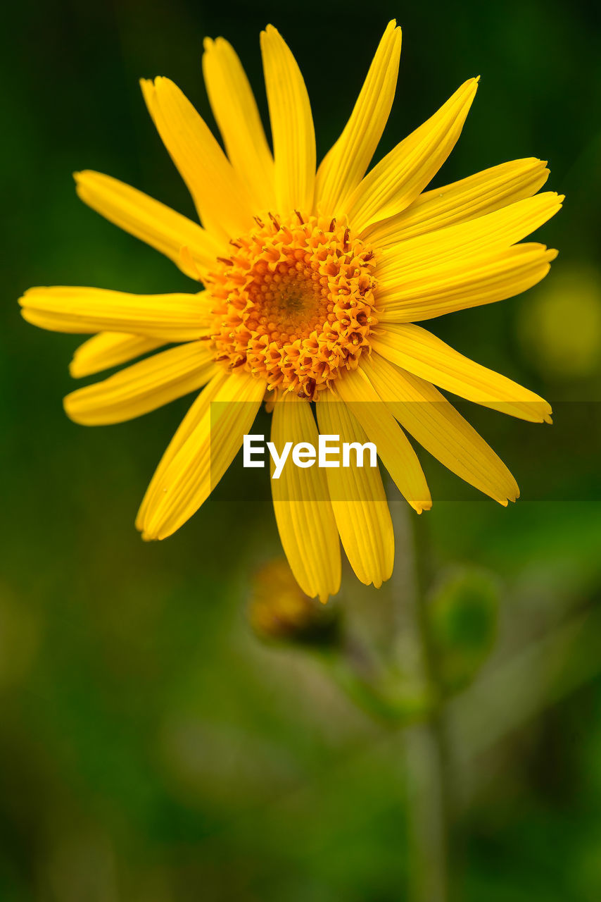 CLOSE-UP OF YELLOW COSMOS FLOWER BLOOMING