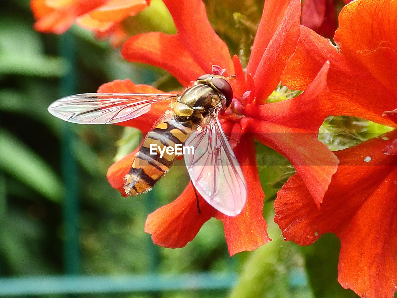 Close-up of insect on orange flower