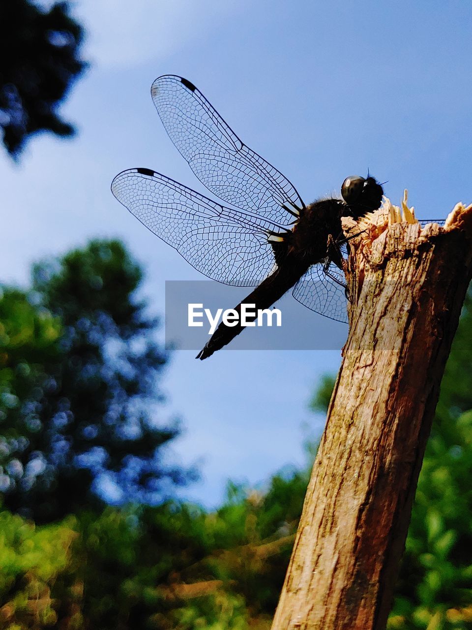 CLOSE-UP OF DRAGONFLY ON TREE AGAINST SKY