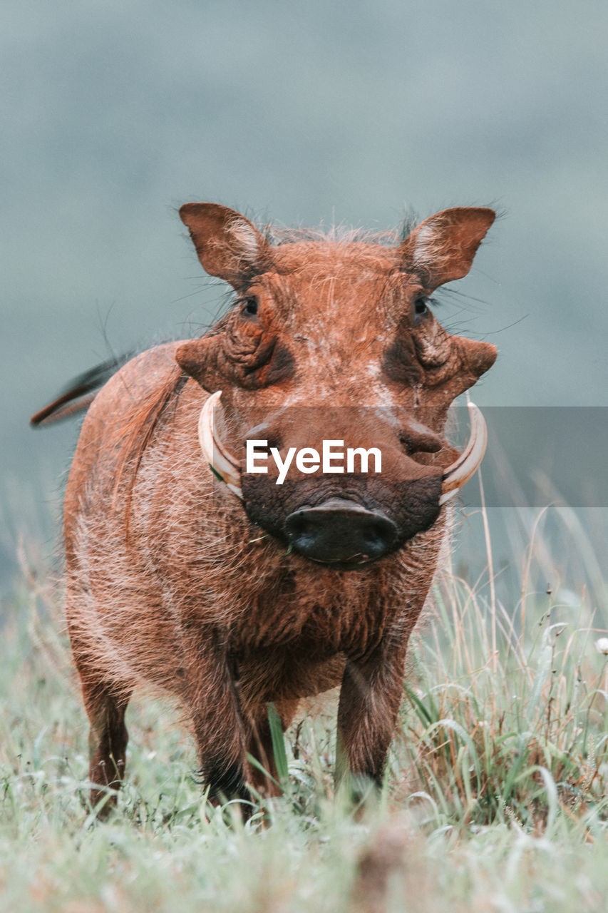 Portrait of a warthog on field