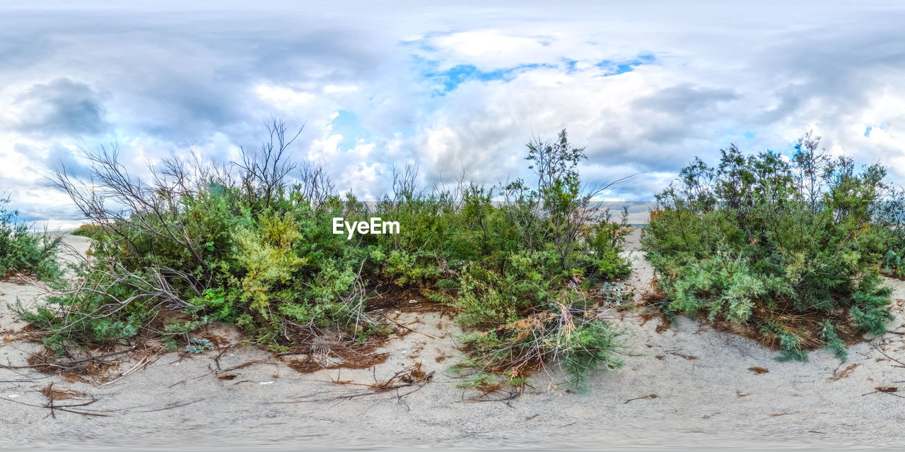 plant, cloud, sky, land, nature, growth, soil, environment, no people, landscape, beauty in nature, tree, grass, sand, green, scenics - nature, day, outdoors, tranquility, field, vegetation, natural environment, beach, flower