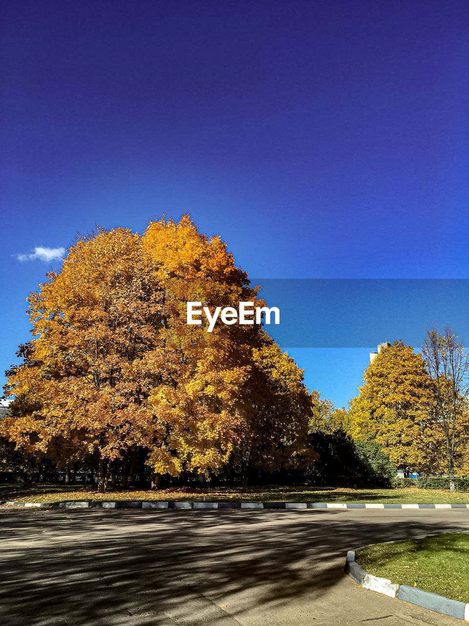 AUTUMN TREES AGAINST CLEAR BLUE SKY