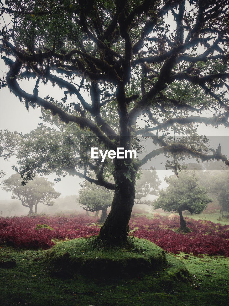 Trees on landscape with fog