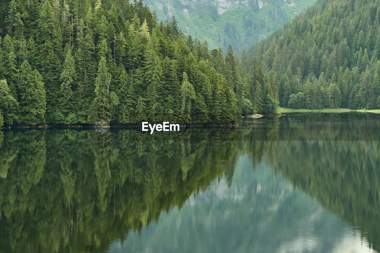 Scenic view of lake in forest