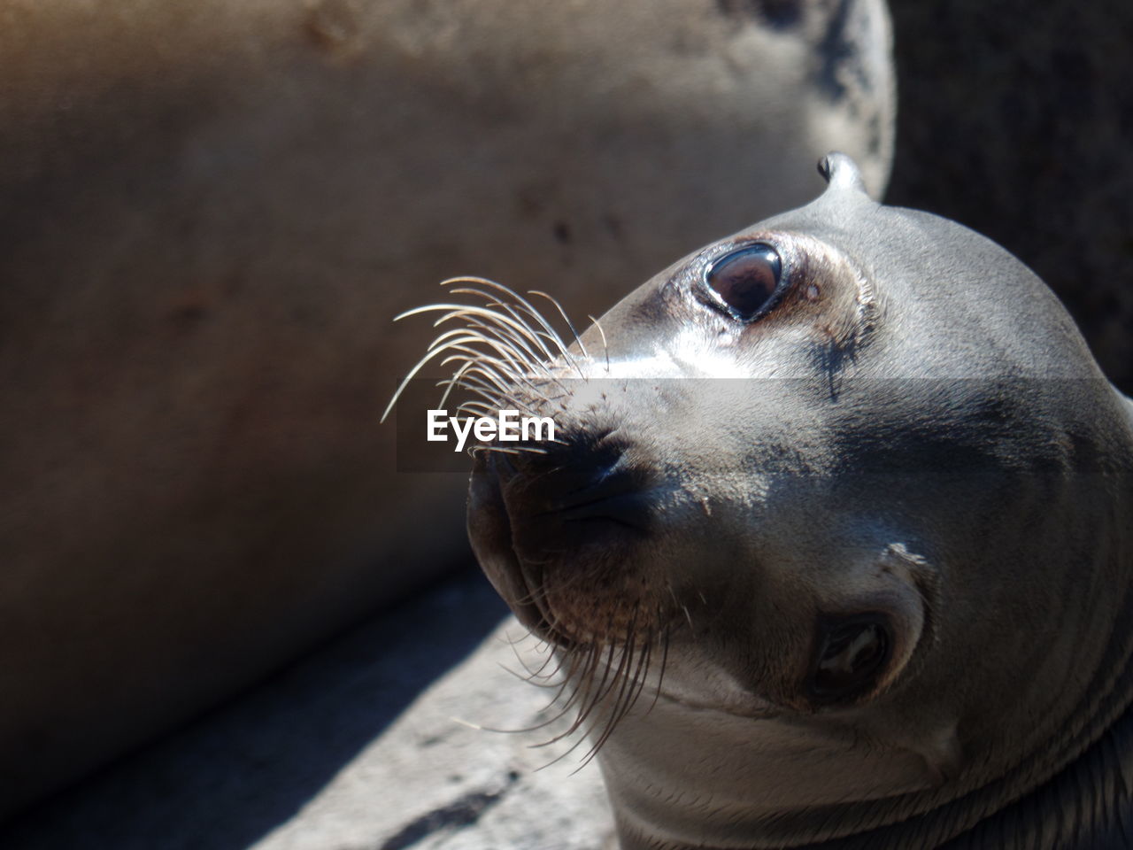 Close-up portrait of a seal pup