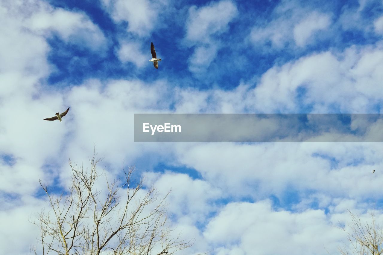 LOW ANGLE VIEW OF BIRD FLYING AGAINST SKY