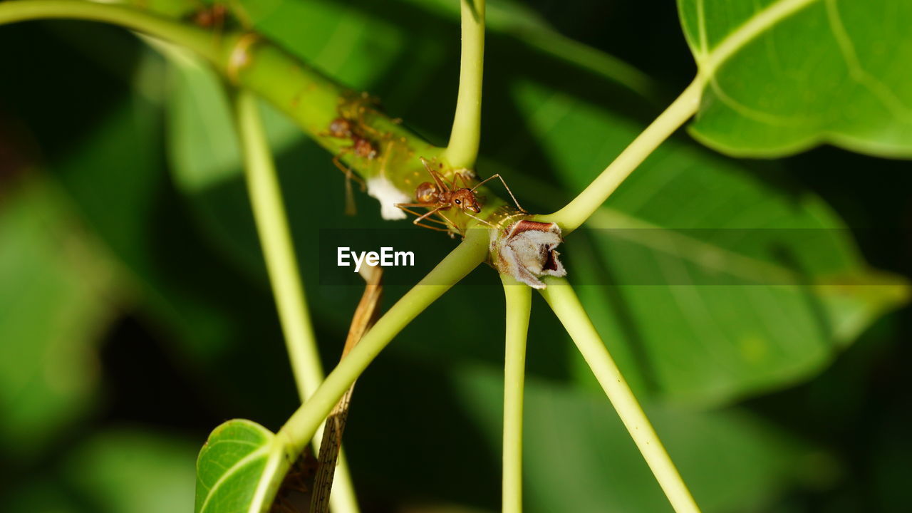 INSECT ON LEAF