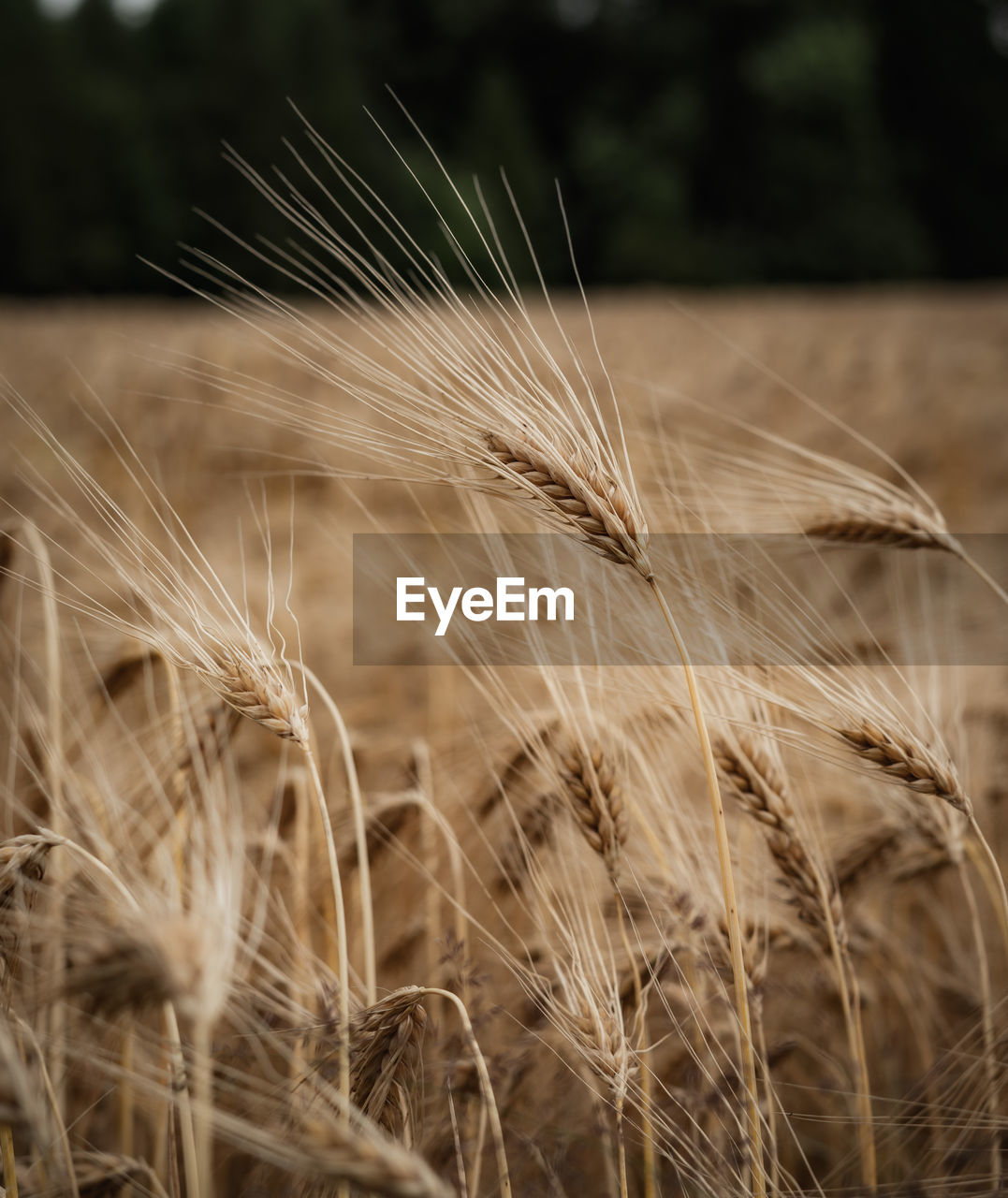 close-up of wheat field