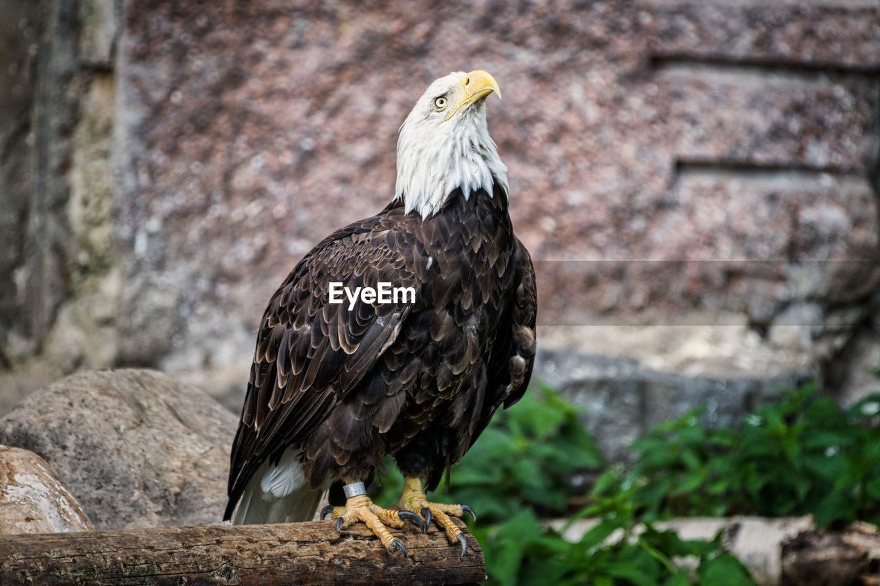 CLOSE-UP OF EAGLE PERCHING ON A WALL