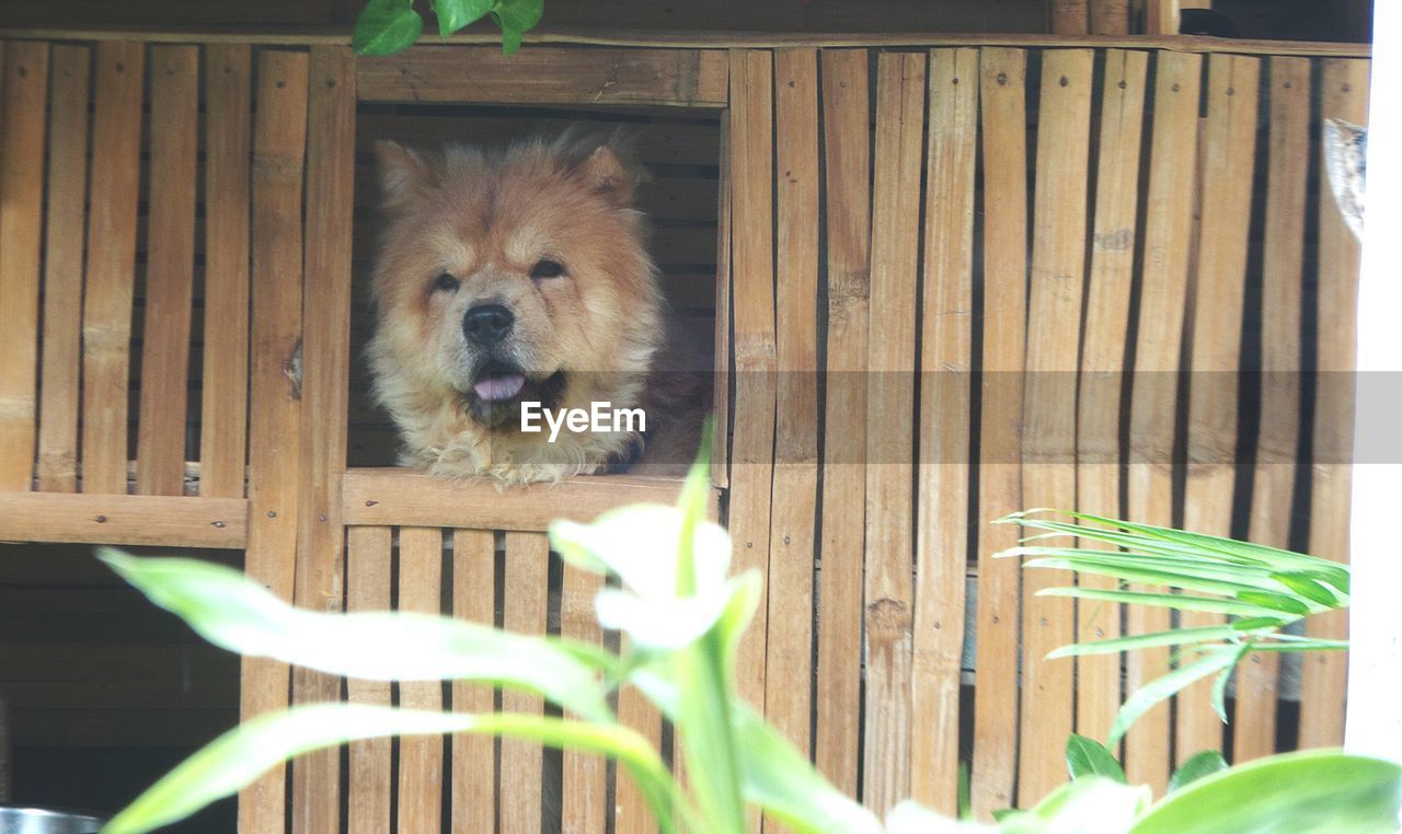 Dog in wooden built structure