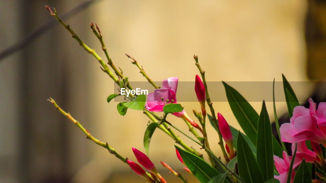 Close-up of pink flowering plant