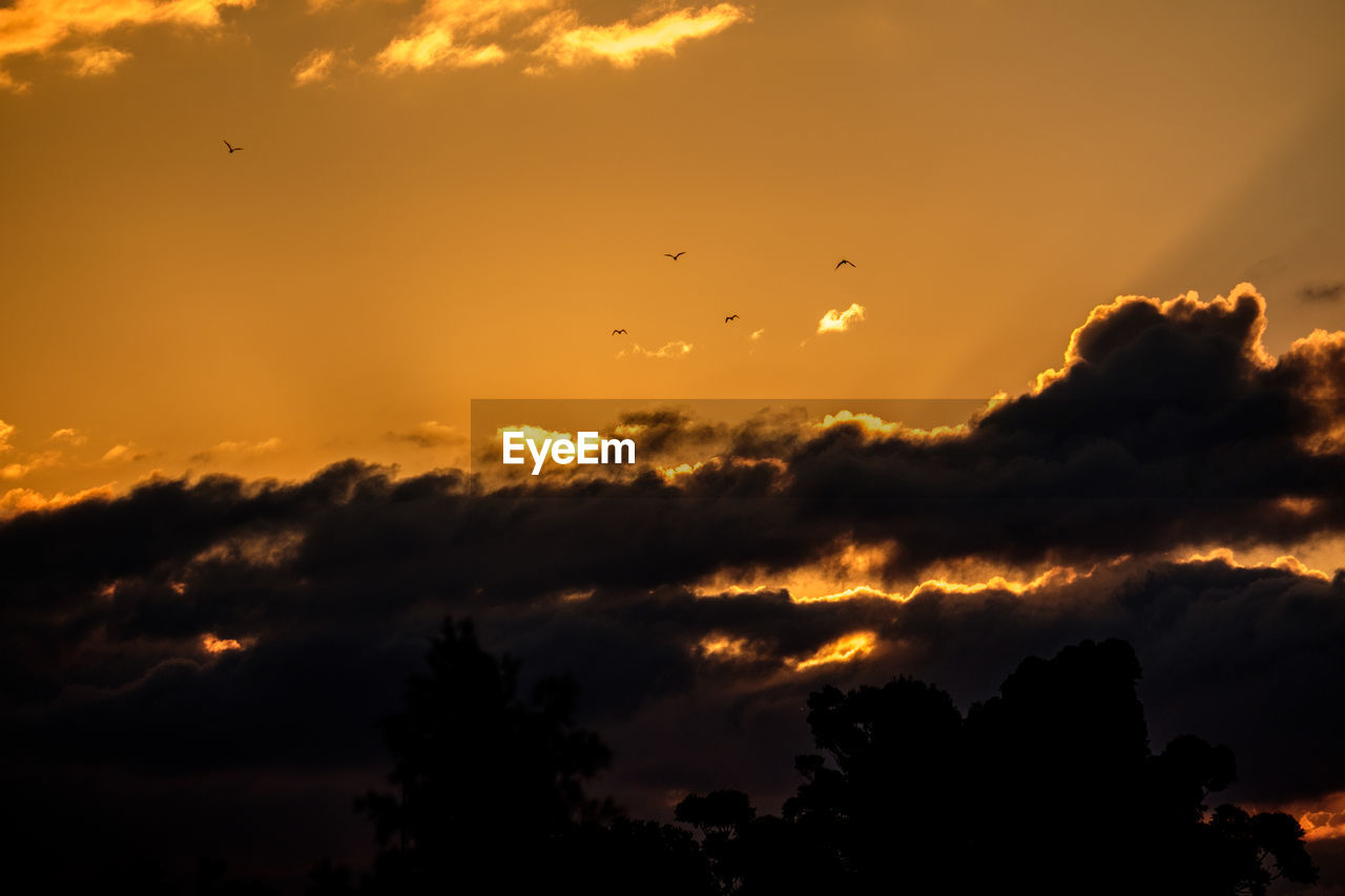 LOW ANGLE VIEW OF SILHOUETTE TREES AGAINST DRAMATIC SKY