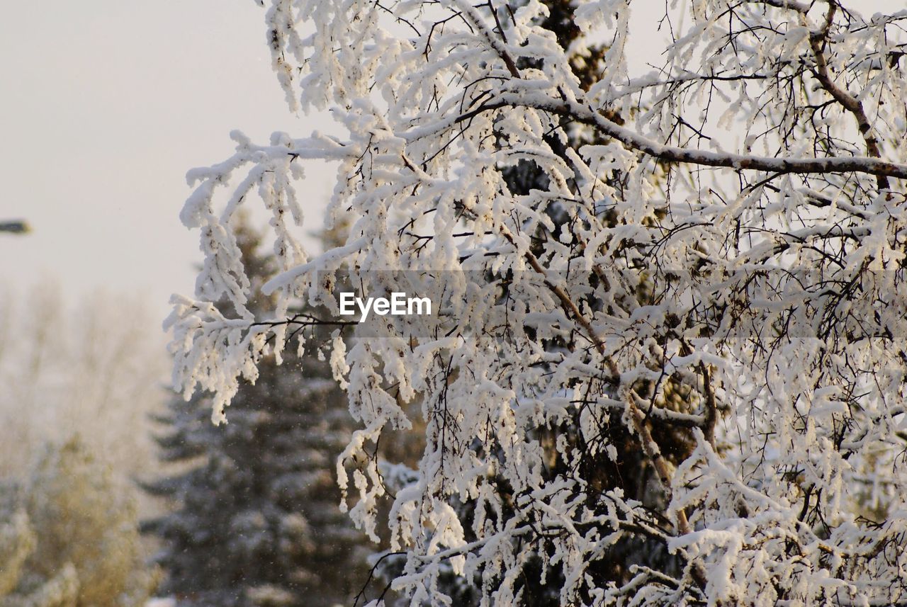 CLOSE-UP OF SNOW ON TREE