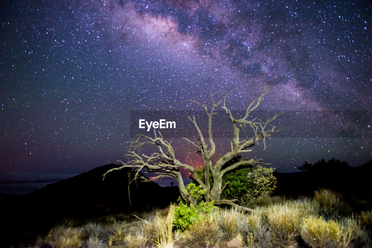 SCENIC VIEW OF TREE AGAINST STAR FIELD