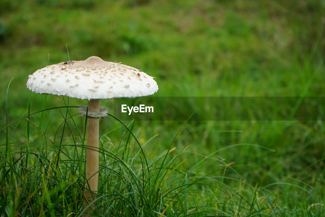 CLOSE-UP OF MUSHROOM GROWING IN FIELD