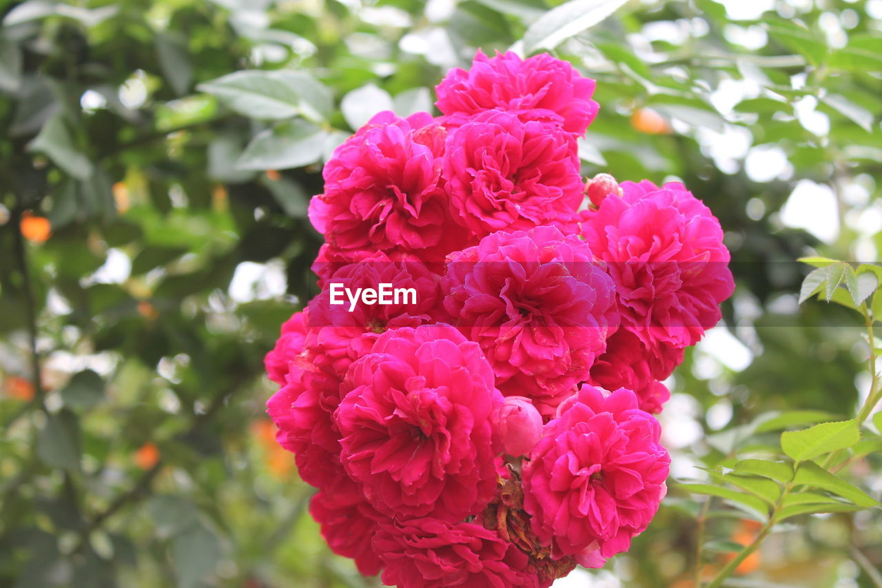 Close-up of pink flowers blooming in lawn