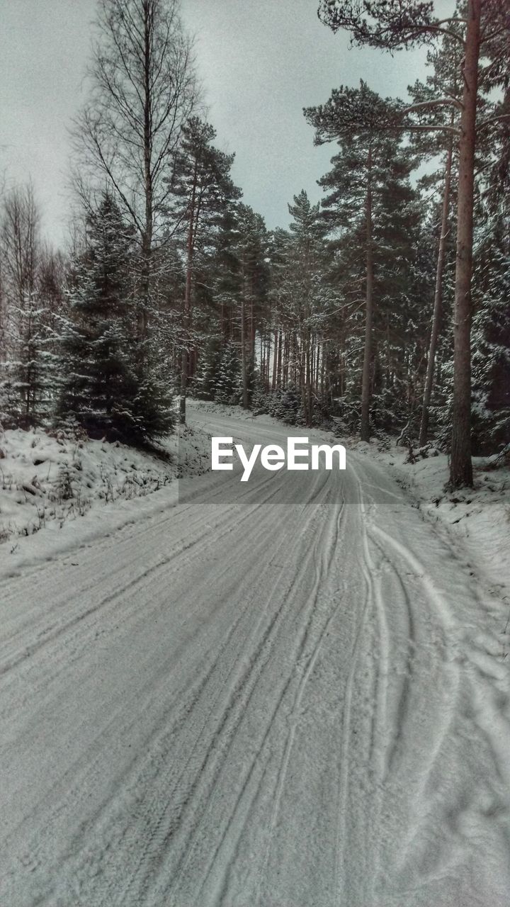 ROAD PASSING THROUGH TREES IN FOREST