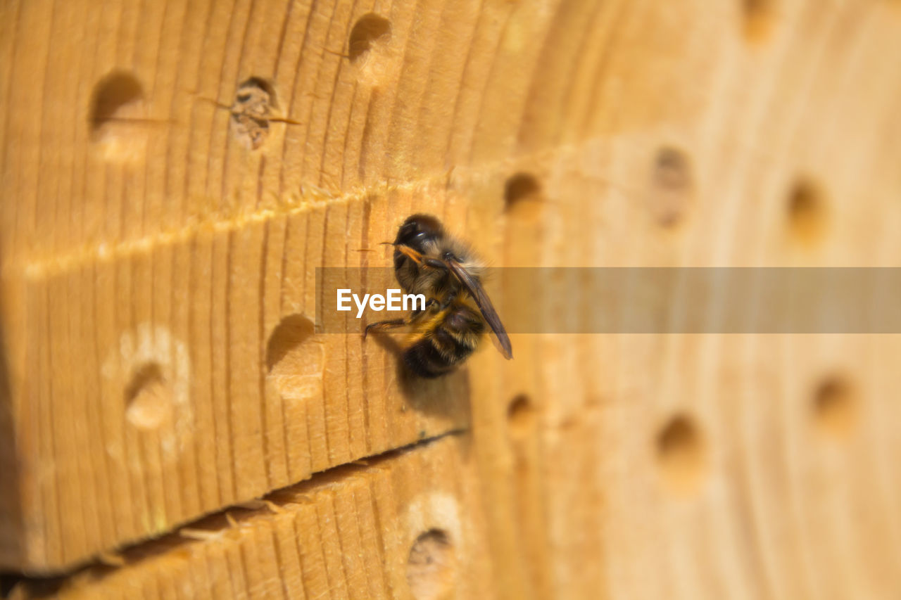 Close-up of bee flying against wooden wall