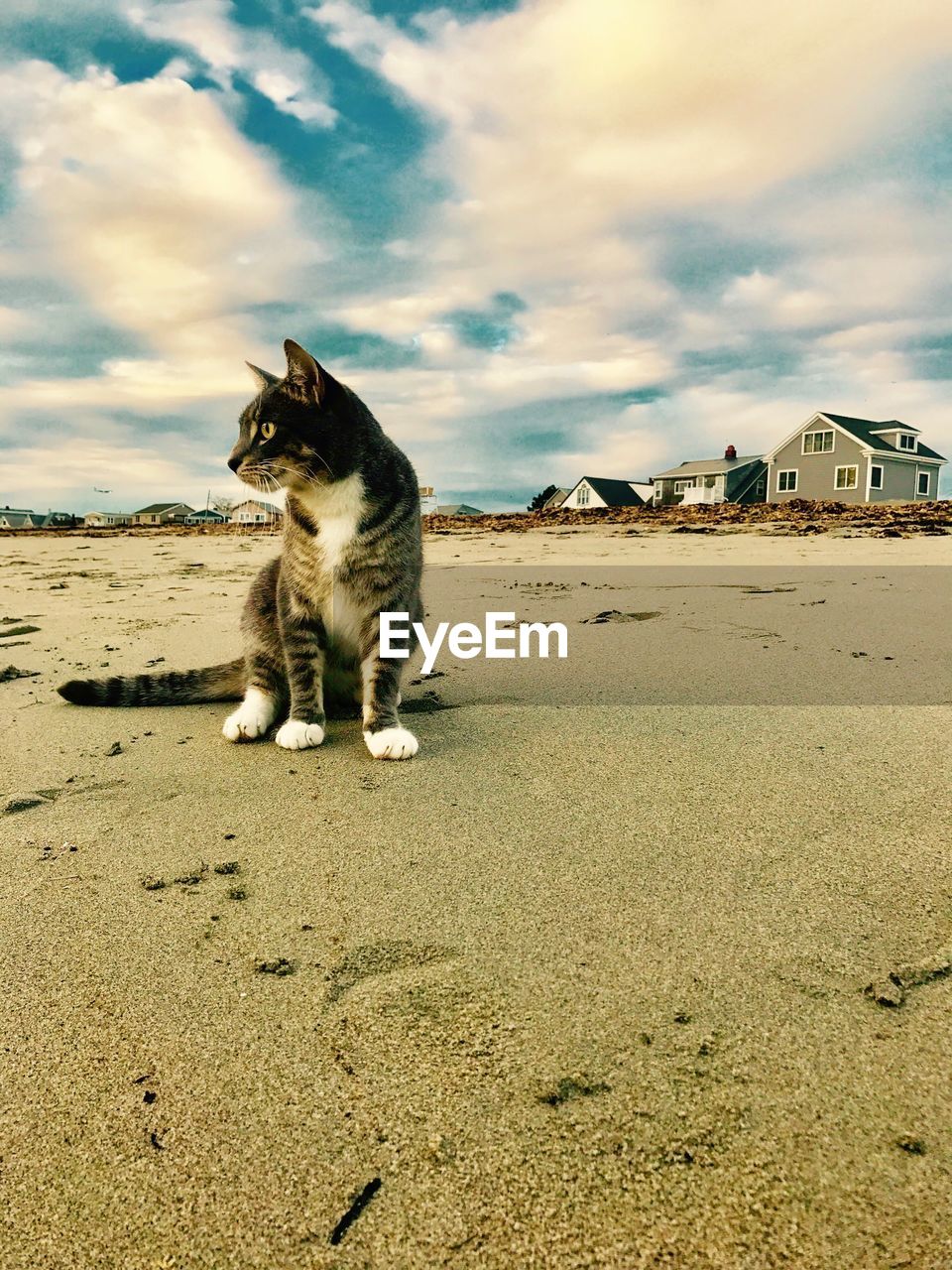 CAT SITTING ON SAND AT BEACH