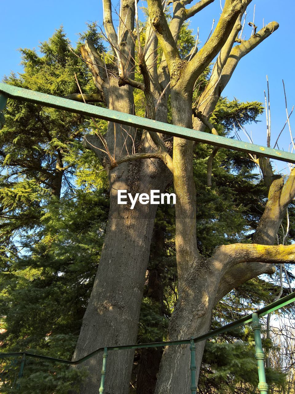 LOW ANGLE VIEW OF CAT ON TREE