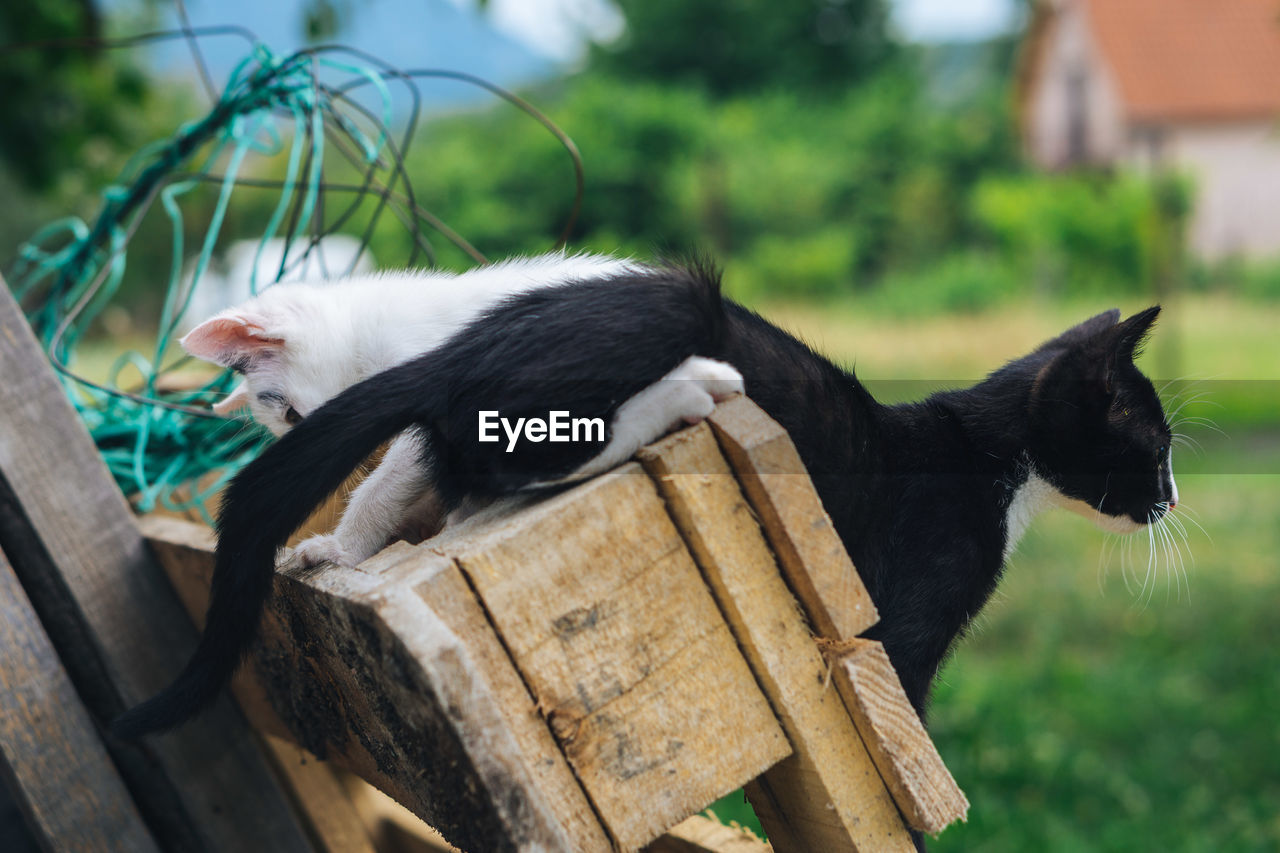 Cat lying on wood