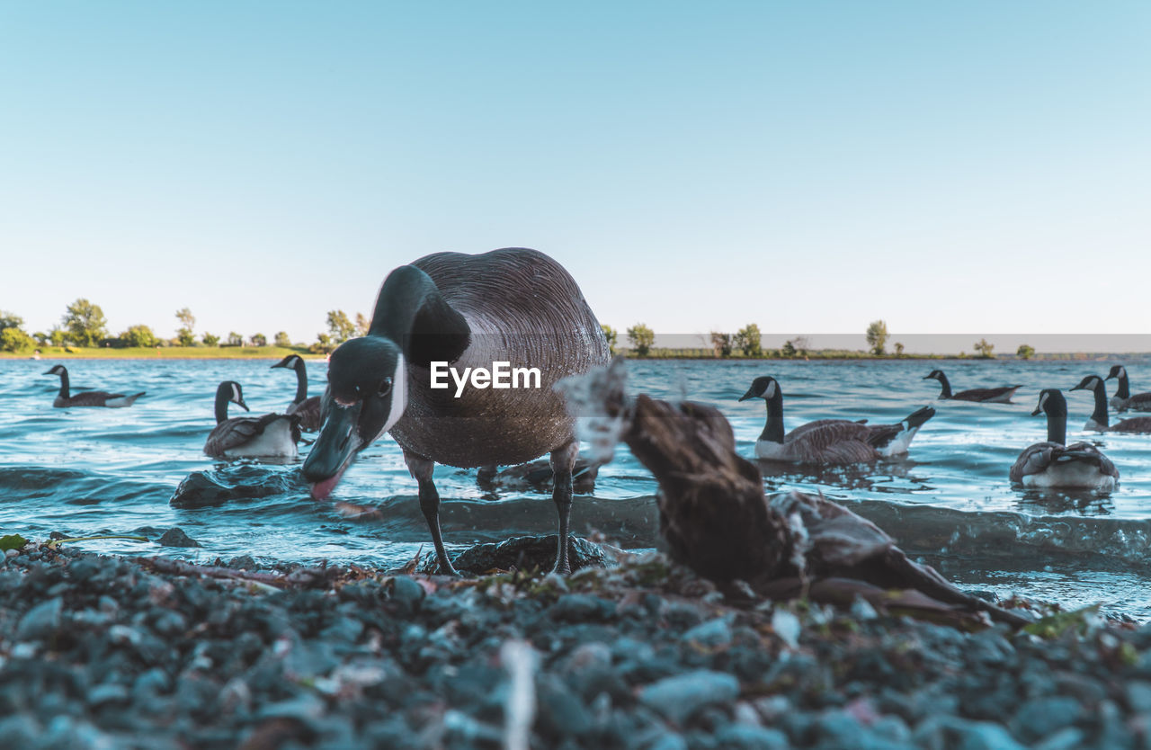 Geese swimming in lake against sky