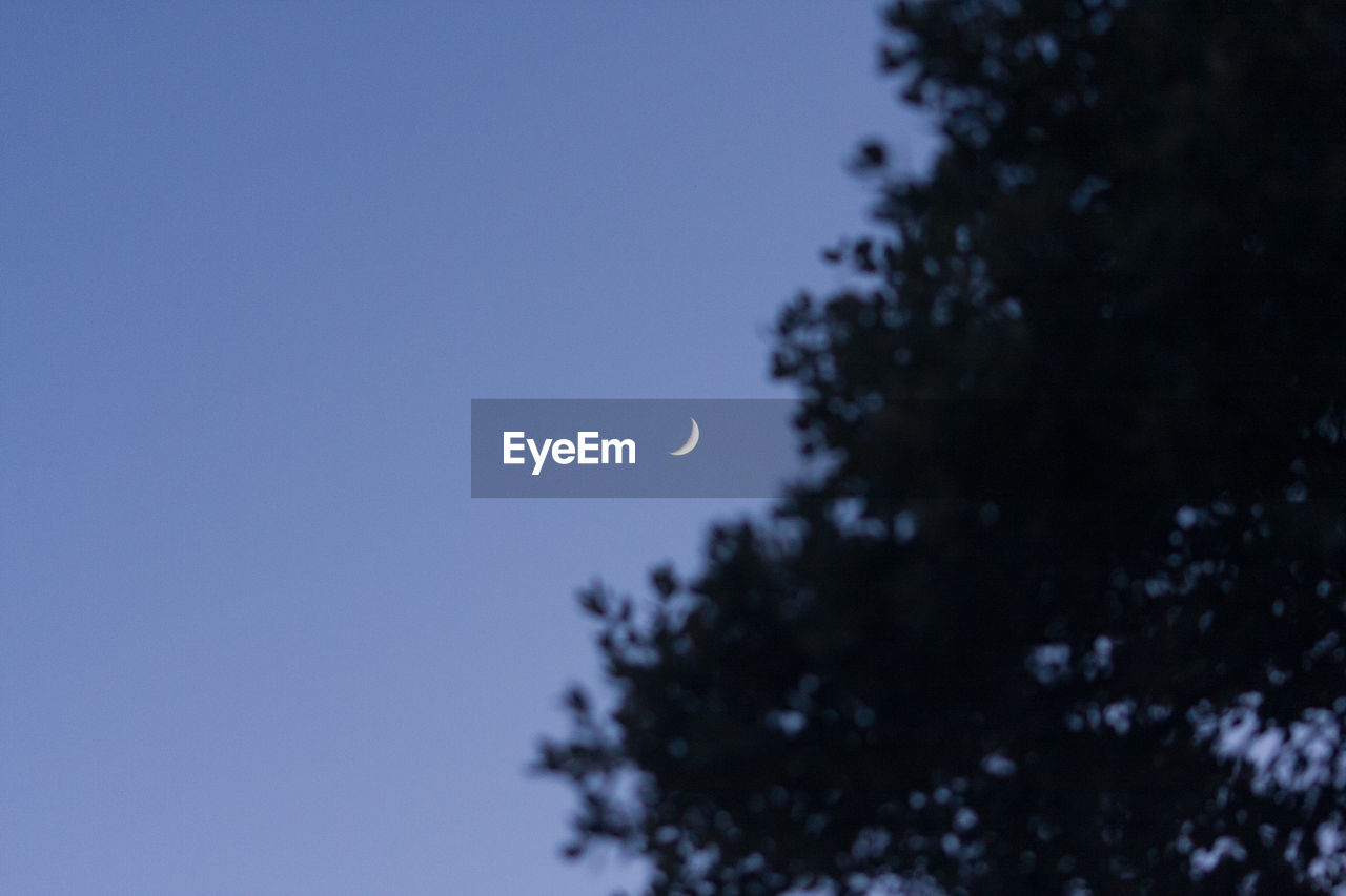LOW ANGLE VIEW OF TREE AGAINST CLEAR SKY AT NIGHT