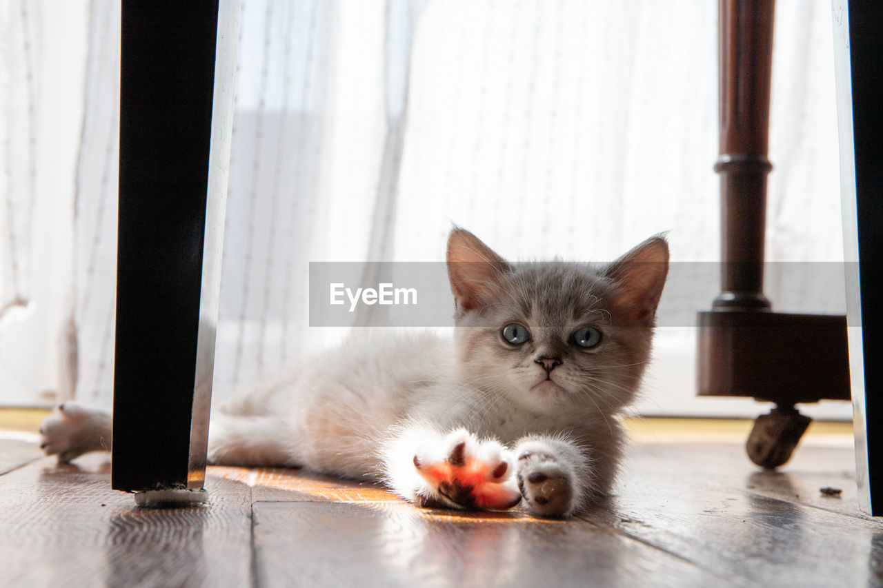 PORTRAIT OF CAT ON TABLE