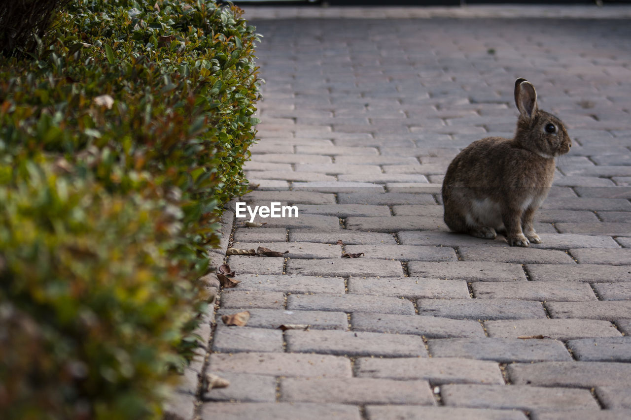 Teeny rabbit in the heart of johannesburg