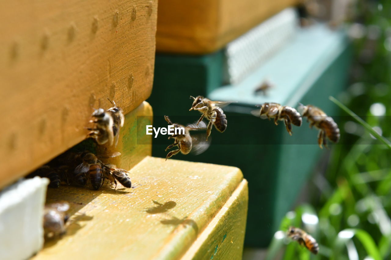 CLOSE-UP OF BEES ON A WOOD