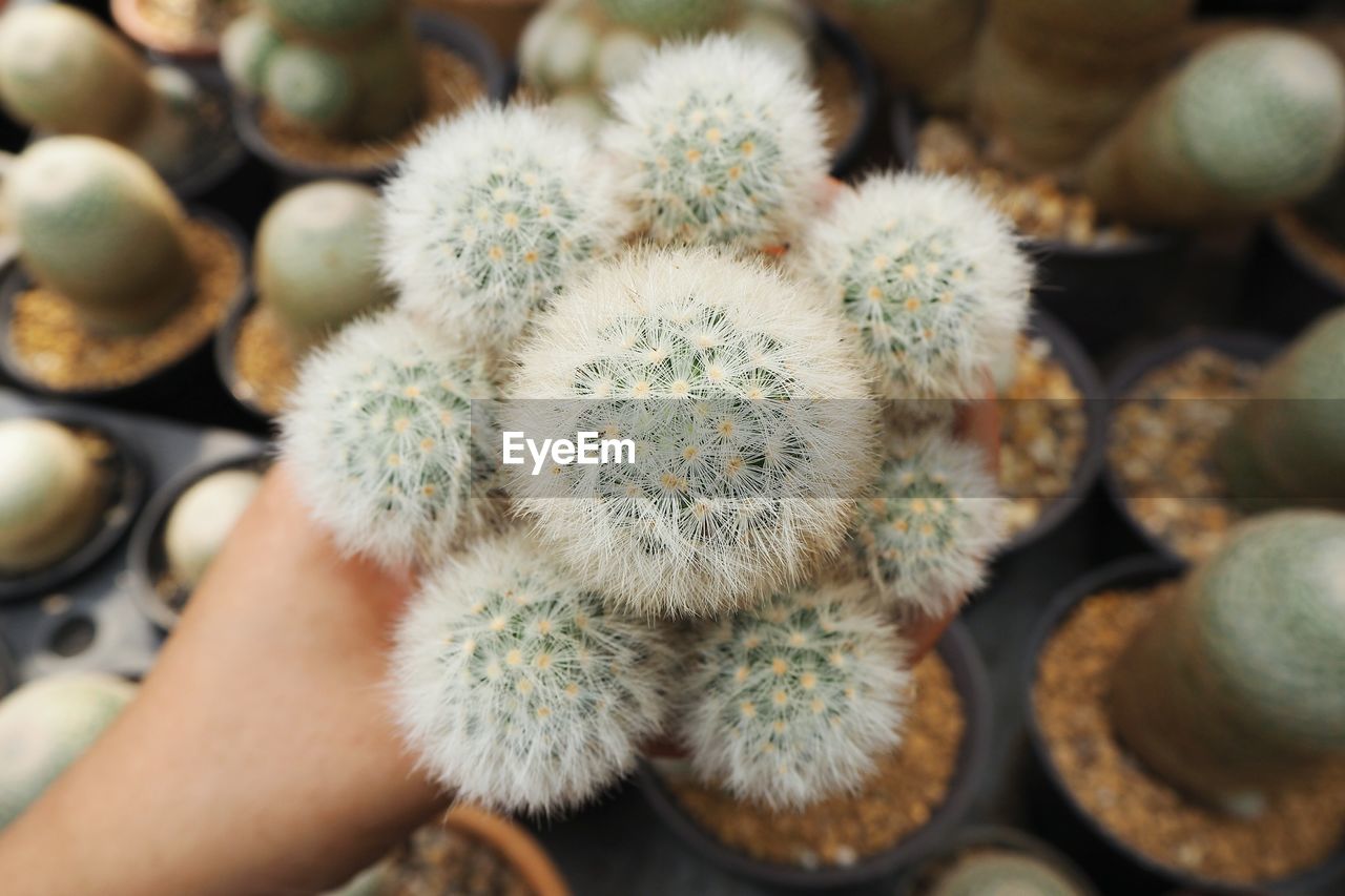 Close-up of hand holding cactus