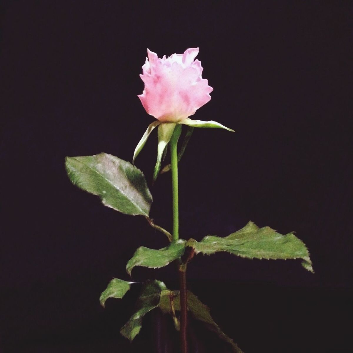 Pink rose blooming against black background