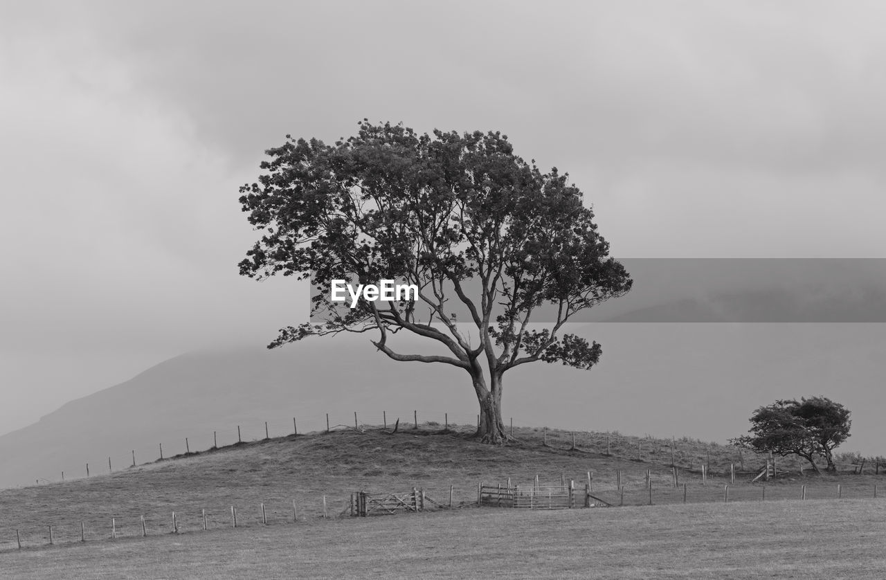 Tree on landscape against the sky