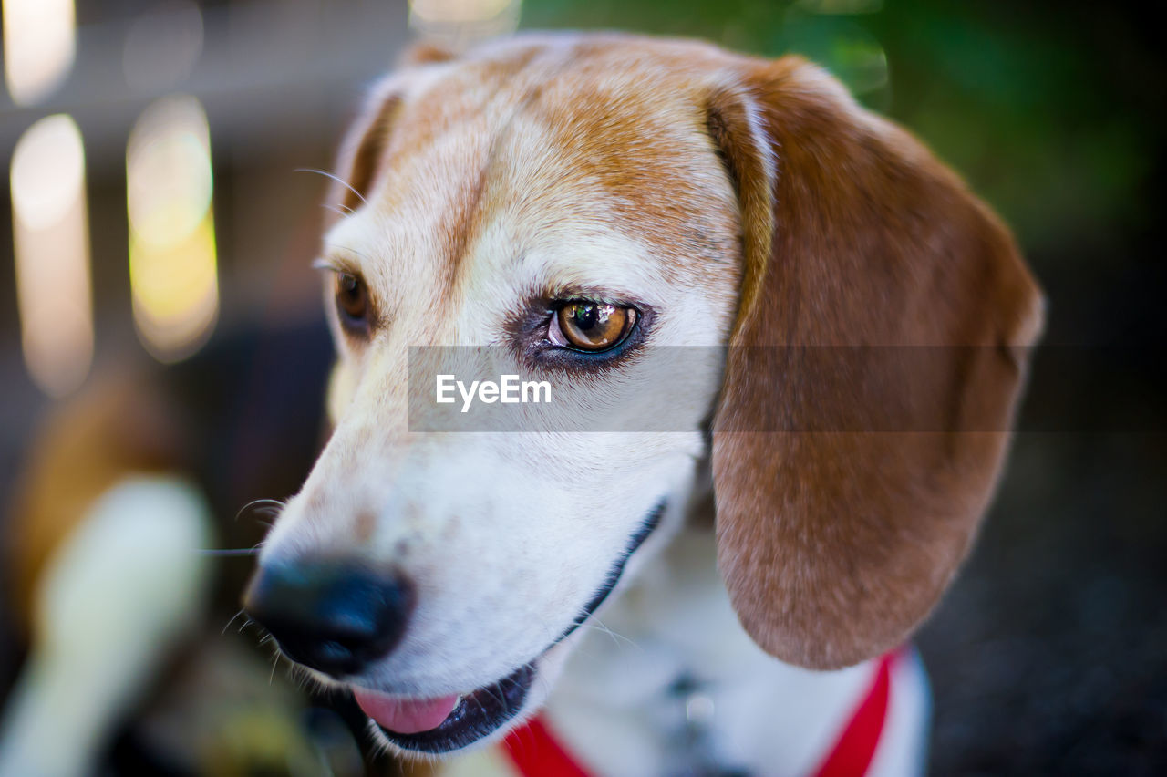 Close-up portrait of dog