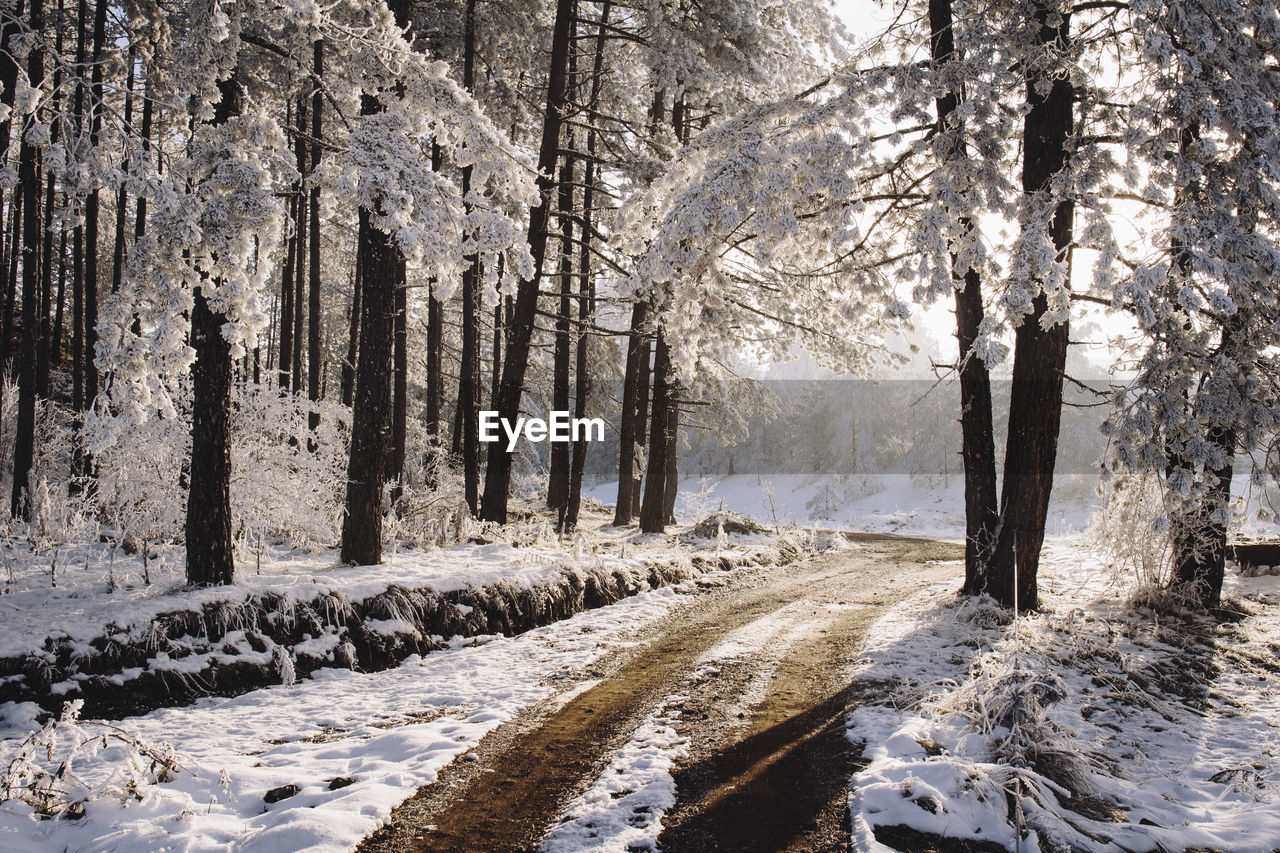 Dirt road amidst snow covered trees in forest