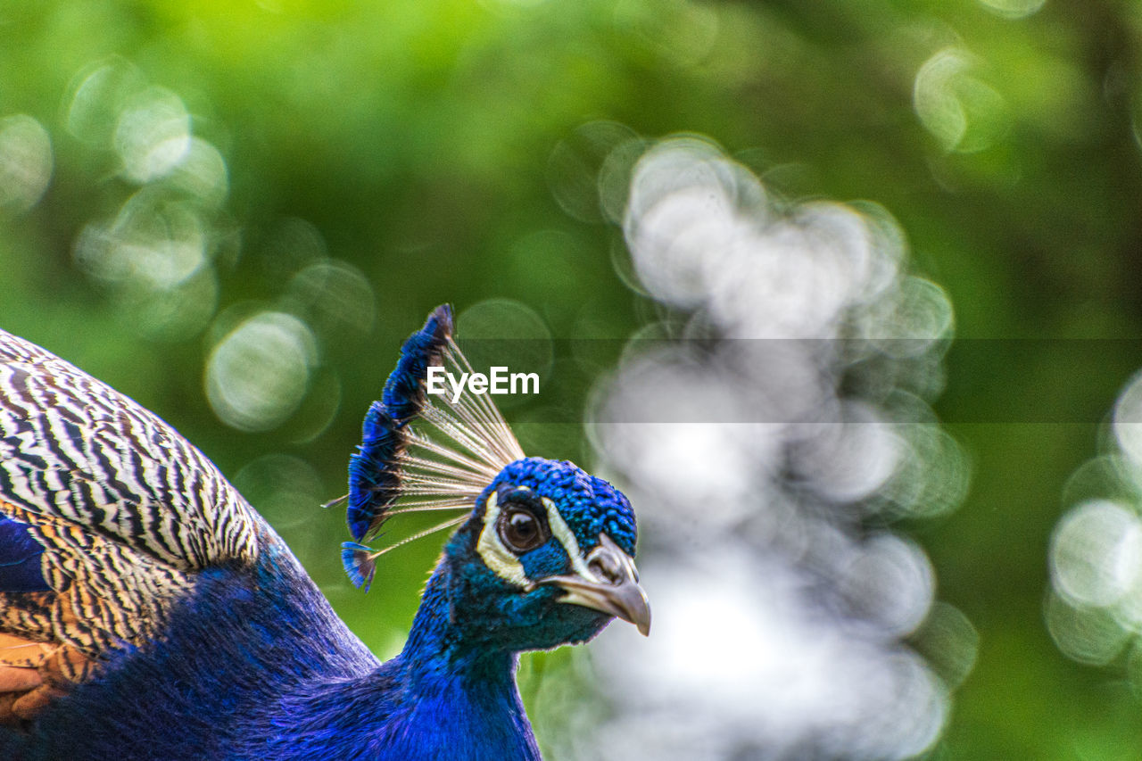 Peacock portait